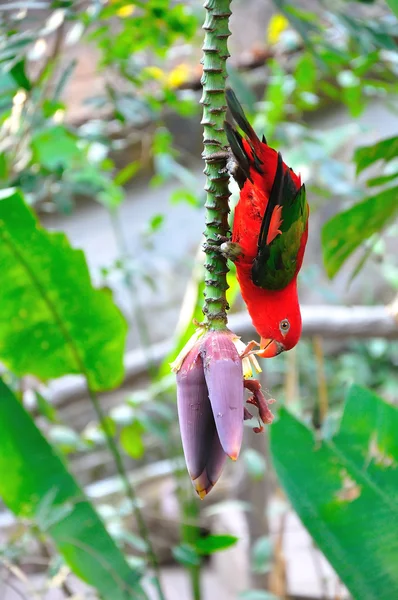 Red parrot bird close up — Stock Photo, Image