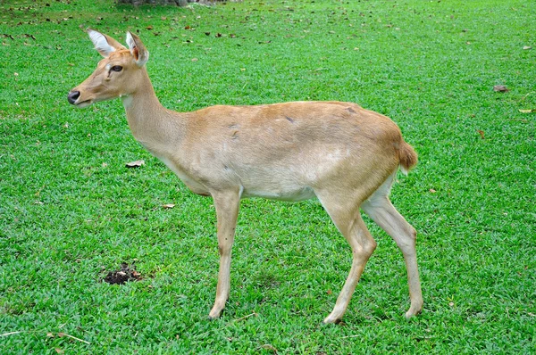 Deer (brow-antlered) — Stock Photo, Image