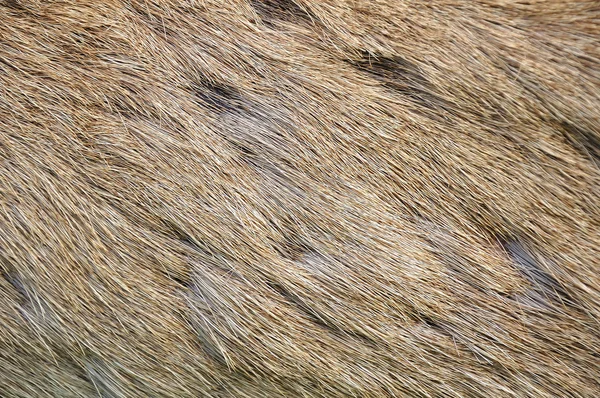 Pasiasty skóry jeleni (czoło antlered) w tle — Zdjęcie stockowe