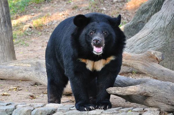 Asiatic black bear — Stock Photo, Image