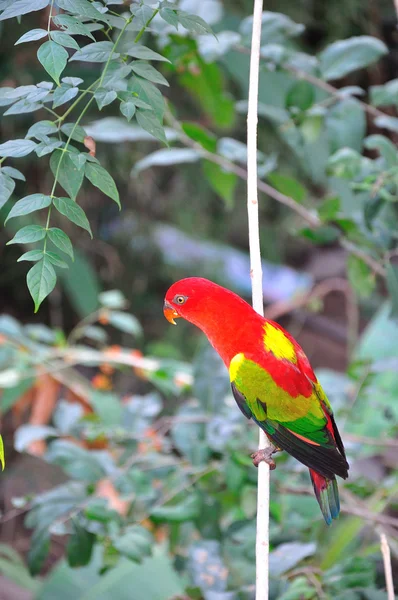 Czerwona papuga ptak z bliska — Zdjęcie stockowe