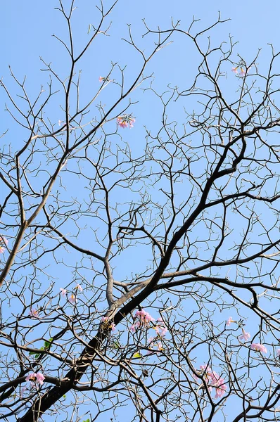 Ramo de árvore com fundo céu — Fotografia de Stock