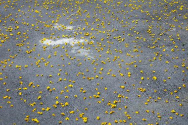 Asfalt yolda düşen sarı çiçek