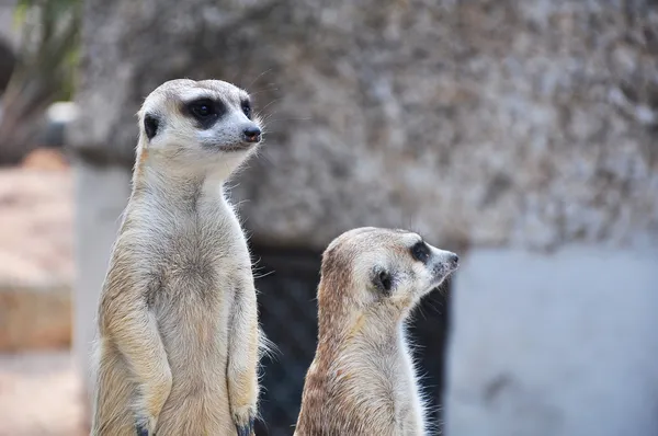 Suricate 或猫鼬站在警报的位置 — 图库照片