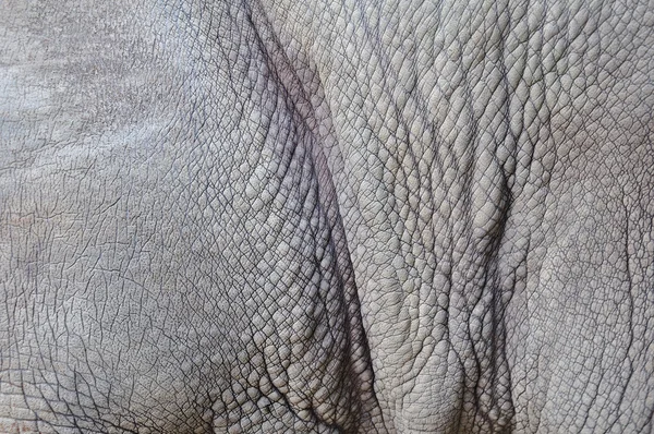 Peau de rhinocéros — Photo