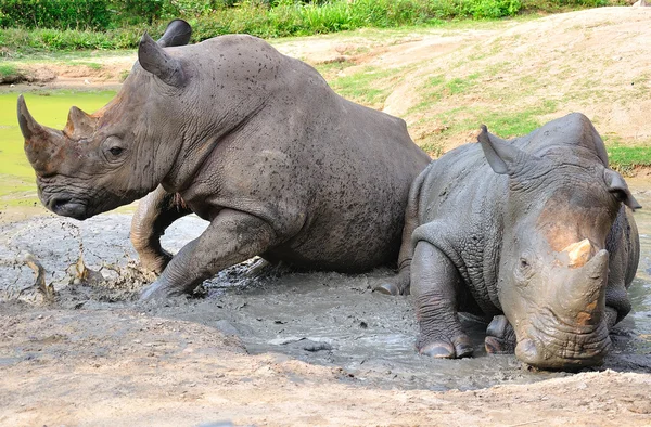 Rinoceronte nero — Foto Stock
