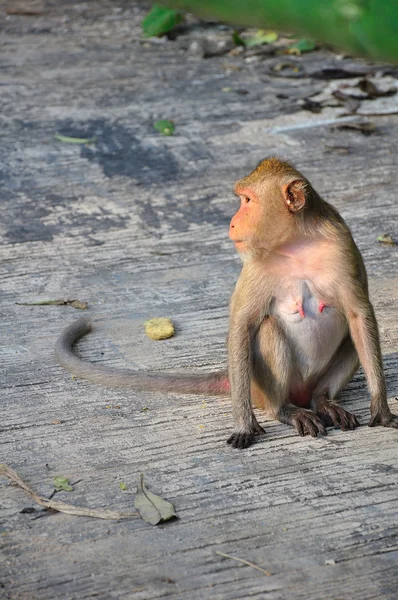 Monkey sitting — Stock Photo, Image