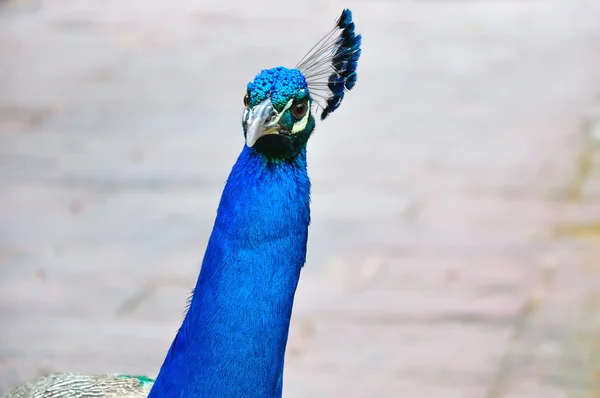 Blue peacock — Stock Photo, Image