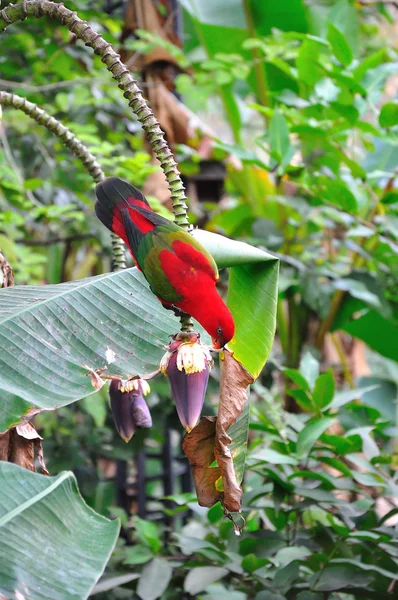 Red parrot bird close up — Stock Photo, Image