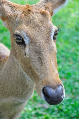 Geyik (kaş-antlered)