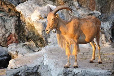 West caucasian tur goat clipart