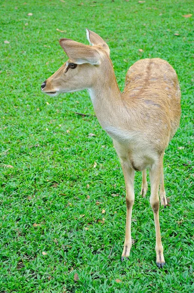 Deer (brow-antlered) — Stock Photo, Image