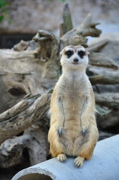 Suricate eller meerkat stående i alert position — Stockfoto