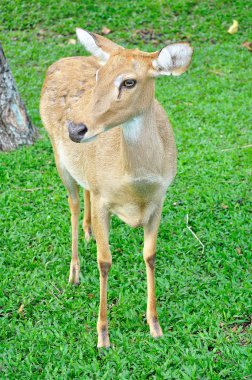 Geyik (kaş-antlered)