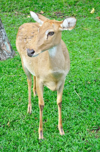 Deer (brow-antlered) — Stock Photo, Image