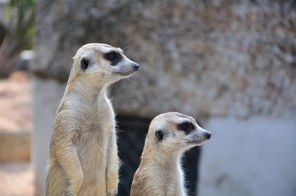 Suricate 或猫鼬站在警报的位置 — 图库照片