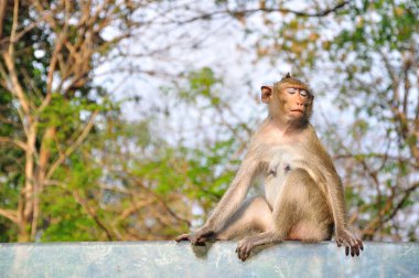 cam üzerine oturan maymun