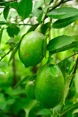 Olgun limon ağacı üzerinde