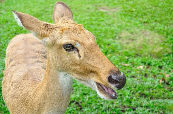 Deer (brow-antlered) — Stock Photo, Image