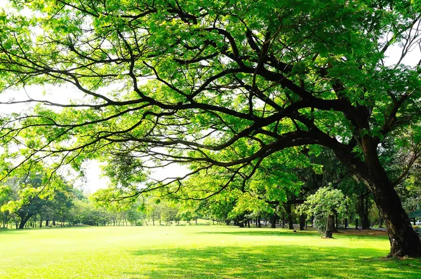 Grandes branches d'arbres aux feuilles fraîches sur prairie verte ensoleillée d — Photo