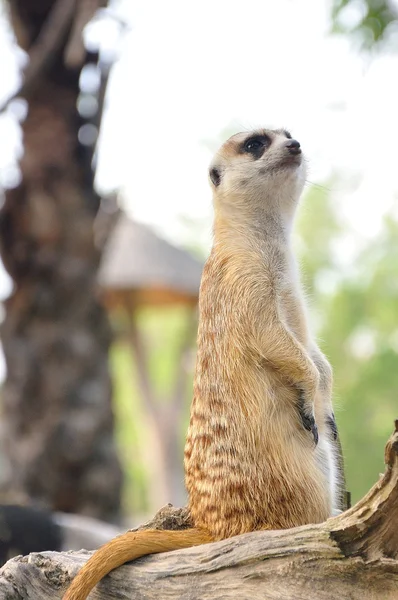 Suricate 或猫鼬站在警报的位置 — 图库照片