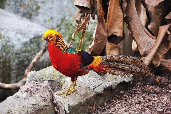 Golden Pheasant (Chrysolophus pictus) — Stock Photo, Image