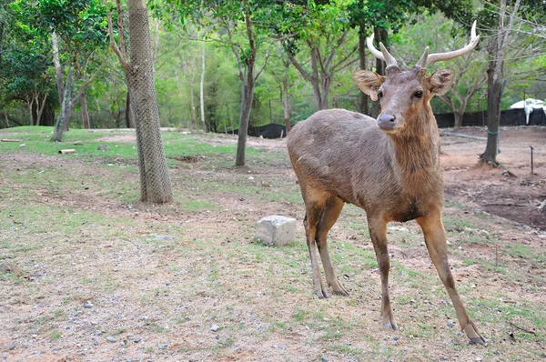 Wild deer in alert — Stock Photo, Image