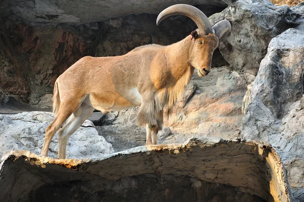 Capra di tur caucasica occidentale — Foto Stock