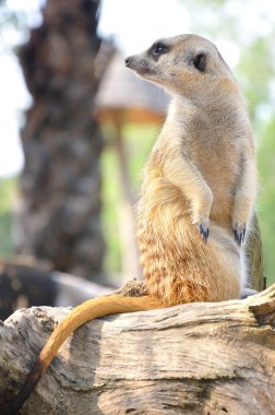Uyarı pozisyonda suricate veya çöl faresi ayakta