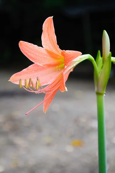 Coral star lily (Hippeastrum sp, Family: Amaryllidaceae — Stock Photo, Image