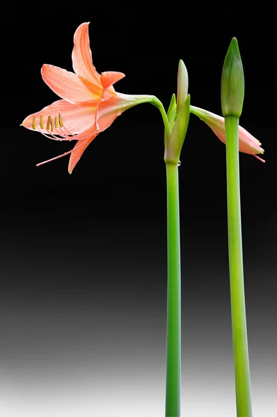 Coral star lily (Hippeastrum sp., Family: Amaryllidaceae) — Stock Photo, Image