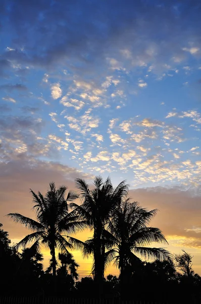 Palmenlandschaft — Stockfoto