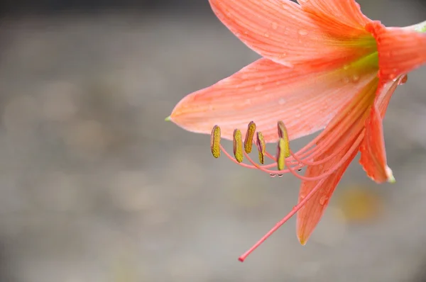 Coral star lily (Hippeastrum sp., Family: Amaryllidaceae) — Stock Photo, Image