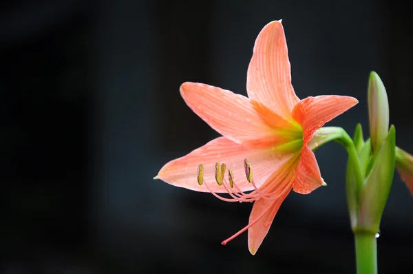 Coral star lily (Hippeastrum sp., Family: Amaryllidaceae) — Stock Photo, Image