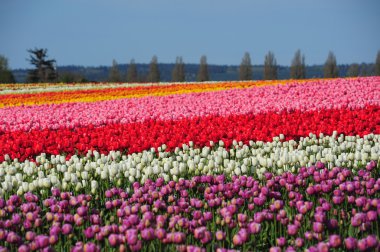 colorful tulip clipart