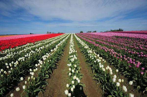 renkli Lale çiftlik