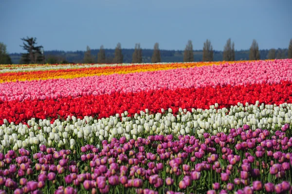 Tulipa colorida — Fotografia de Stock