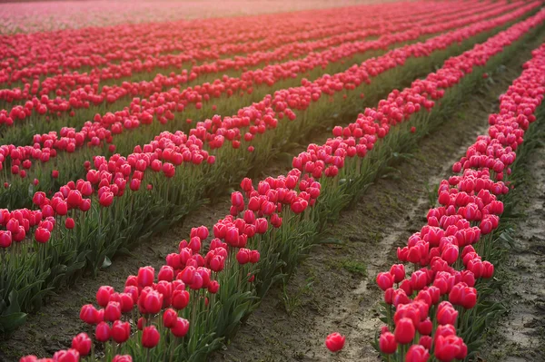 Tulip farm — Stock Photo, Image