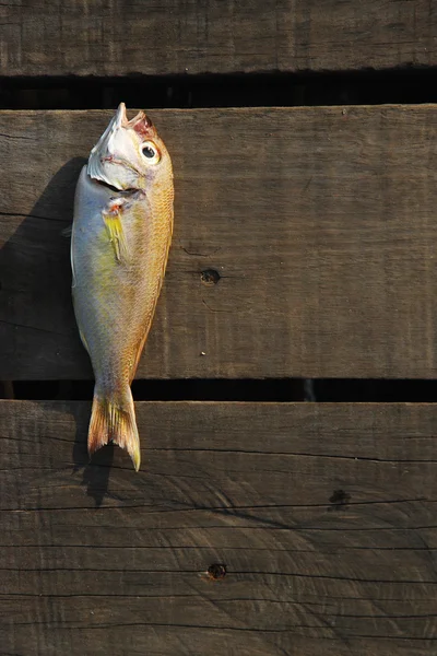 Fish on wood — Stock Photo, Image