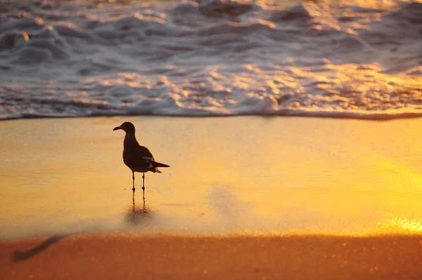 夕日海で鳥 — ストック写真