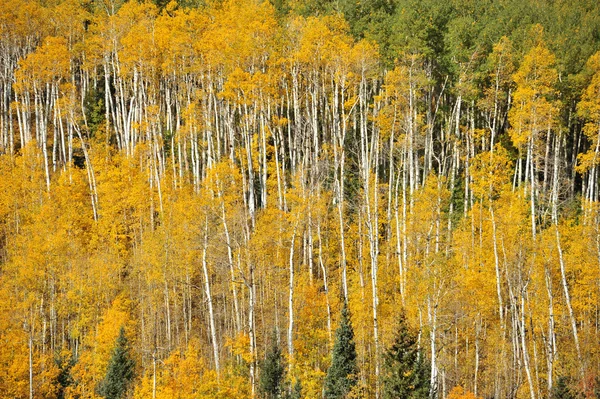 Bosque amarillo — Foto de Stock