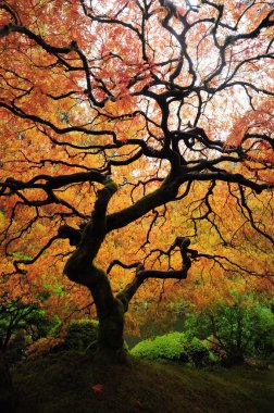 sonbahar ağaç dalı