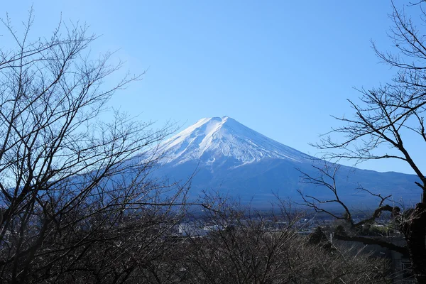 富士のツリー — ストック写真