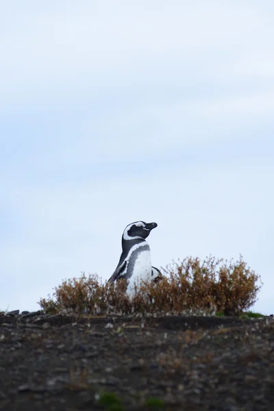 Pingüino en un nido — Foto de Stock