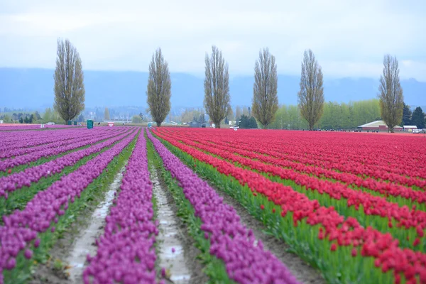 Colorful tulip farm — Stock Photo, Image