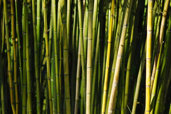 Bambusz mintás — Stock Fotó