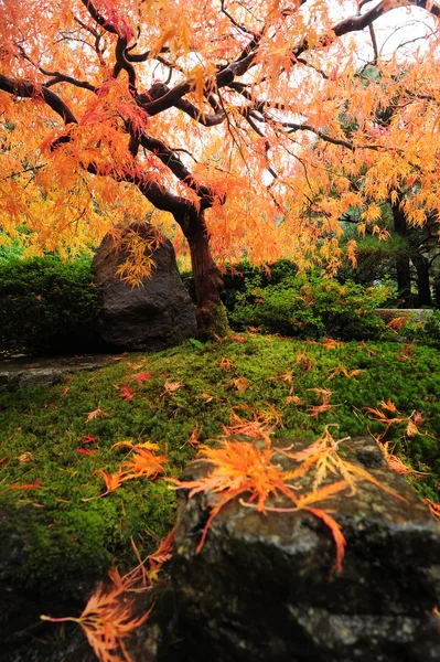 Japanese maple — Stock Photo, Image