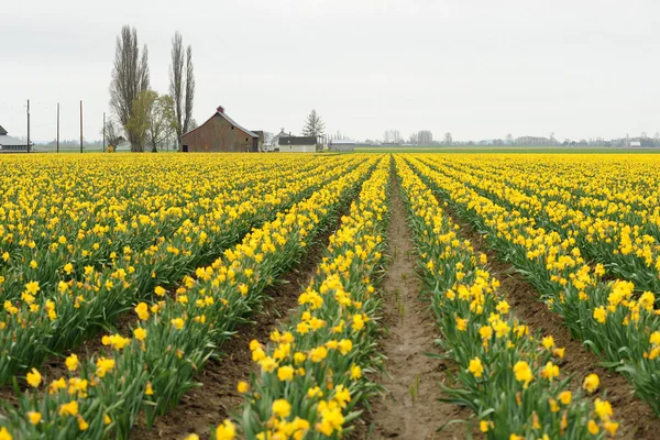 Campo de flores amarelo — Fotografia de Stock