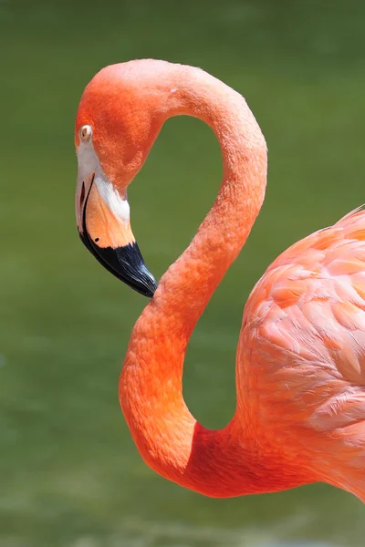 Flamingo kafa — Stok fotoğraf