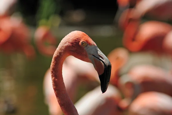 Flamingo kafa — Stok fotoğraf